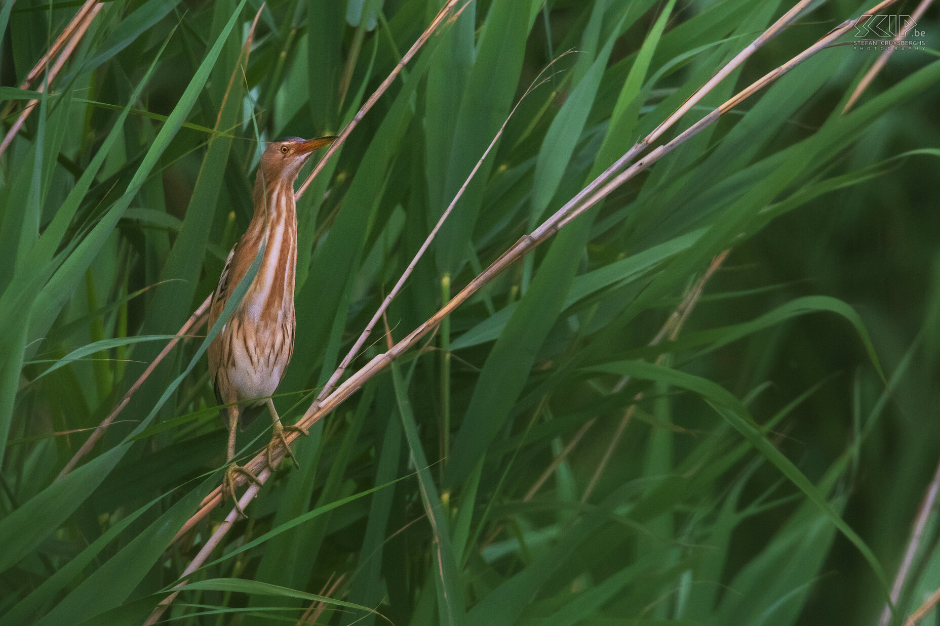 Koper - Skocjanski zatok - Little bittern Skocjanski zatok is a beautiful nature reserve on the outskirts of Koper with many birds, some viewing walls and a beautiful tower. We could spot a lot of birds, a fox and a beaver. Stefan Cruysberghs